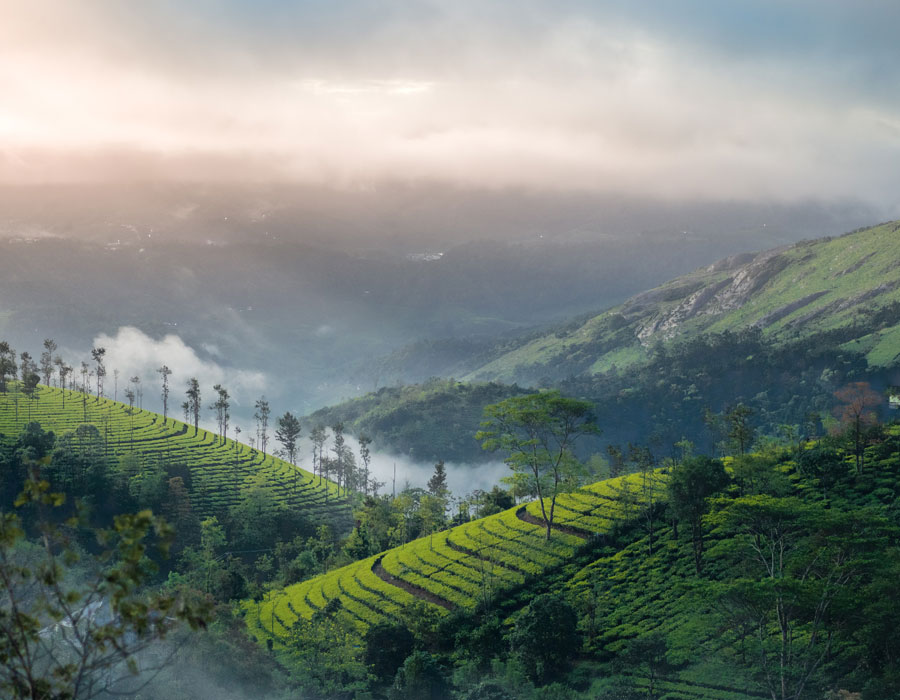 thekkady jungle jeep safari